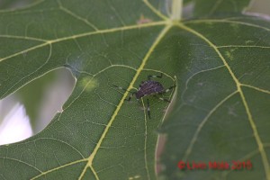 Acer saccharinum con Halyomorpha halys