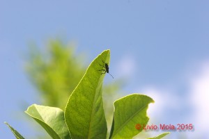 Halyomorpha halis su limone