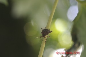 Halyomorpha halys - Acer saccharinum