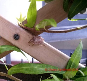 Halyomorpha halys - Edera