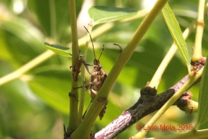 Halyomorpha halys - Giuggiolo