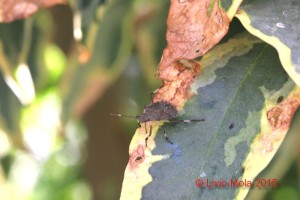 Halyomorpha halys - Pieris