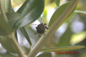 Halyomorpha halys - Ulivo