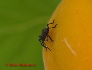 Halyomorpha halys - albicocca