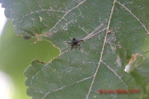 Halyomorpha halys - exuvia su Gelso