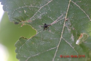 Halyomorpha halys - exuvia su Gelso