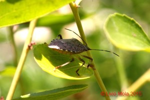 Halyomorpha halys -  foglia di Giuggiolo