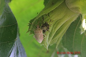 Halyomorpha halys - muta su nocciola