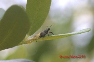 Halyomorpha halys - neanide su Ulivo