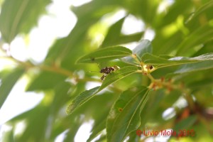 Halyomorpha halys - neanide su foglia di Giuggiolo