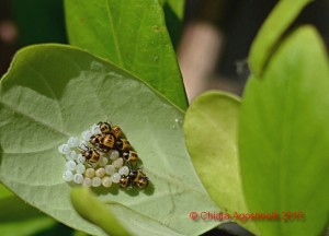 Halyomorpha halys - ovatura su Caprifoglio