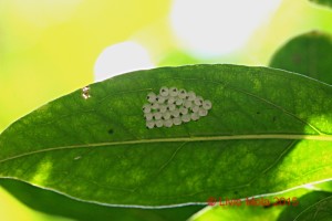 Halyomorpha halys - ovatura su foglia di melograno