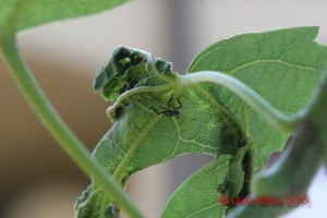 Halyomorpha halys su Acer saccharinum