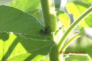 Halyomorpha halys su Amaranthus retroflexus