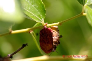 Halyomorpha halys su Giuggiolo