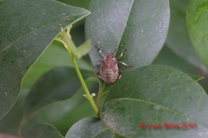 Halyomorpha halys su Lauroceraso