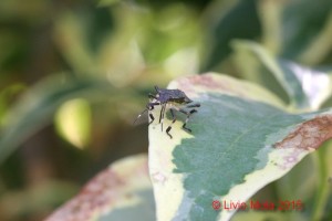 Halyomorpha halys su Pieris