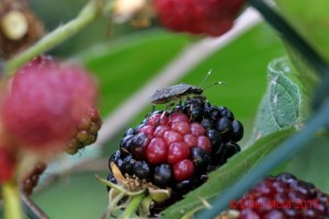 Halyomorpha halys su Rubus