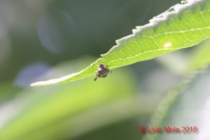 Halyomorpha halys su Sambuco