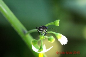 Halyomorpha halys su Solanum nigrum