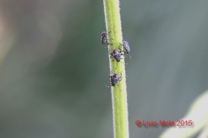 Halyomorpha halys su Wisteria