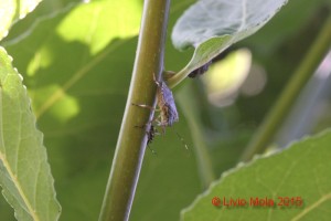 Halyomorpha halys su alloro