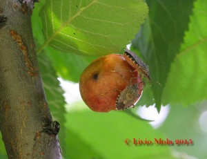 Halyomorpha halys su ciliegia