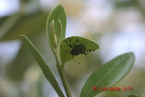 Halyomorpha halys su foglia  di Ulivo