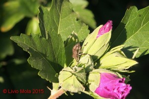 Halyomorpha halys su ibisco