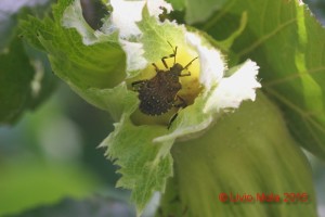 Halyomorpha halys su nocciola