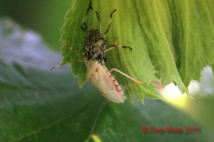 Halyomorpha halys su nocciola - muta