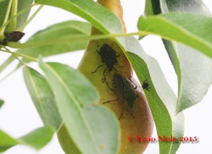 Halyomorpha halys su pera