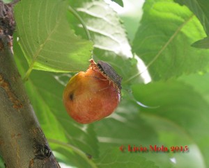 Halyomorpha su ciliegia