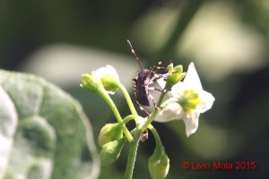 Solanum nigrum con Halyomorpha halys