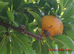 Susina con Halyomorpha halys