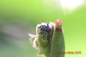 Wisteria con Halyomorpha halys