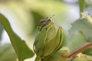 ibisco con Halyomorpha halys