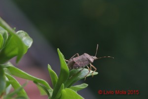 Halyomorpha halys - Aptenia cordifolia