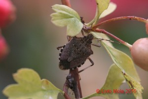 Halyomorpha halys - Crataegus