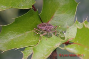 Halyomorpha halys - Ilex aquifolium