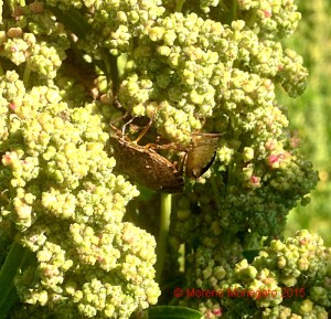 Halyomorpha halys - Quinoa