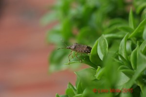 Halyomorpha halys su Aptenia cordifolia