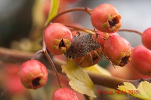 Halyomorpha halys su Crataegus