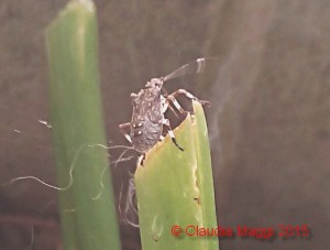 Halyomorpha halys su Hosta plantaginea