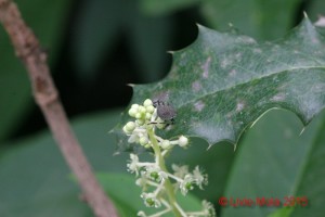 Halyomorpha halys su Ilex aquifolium
