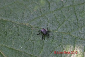 Halyomorpha halys su Kiwi