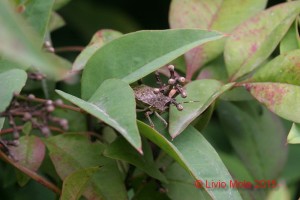 Halyomorpha halys su Nandina domestica