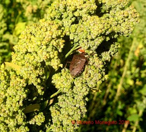 Halyomorpha halys su Quinoa