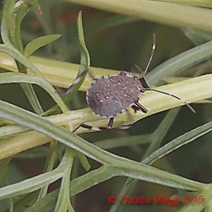 Halyomorpha halys su cosmos bipinnatus