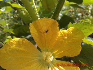 Halyomorpha halys su fiore di Benincasa hispida (1)